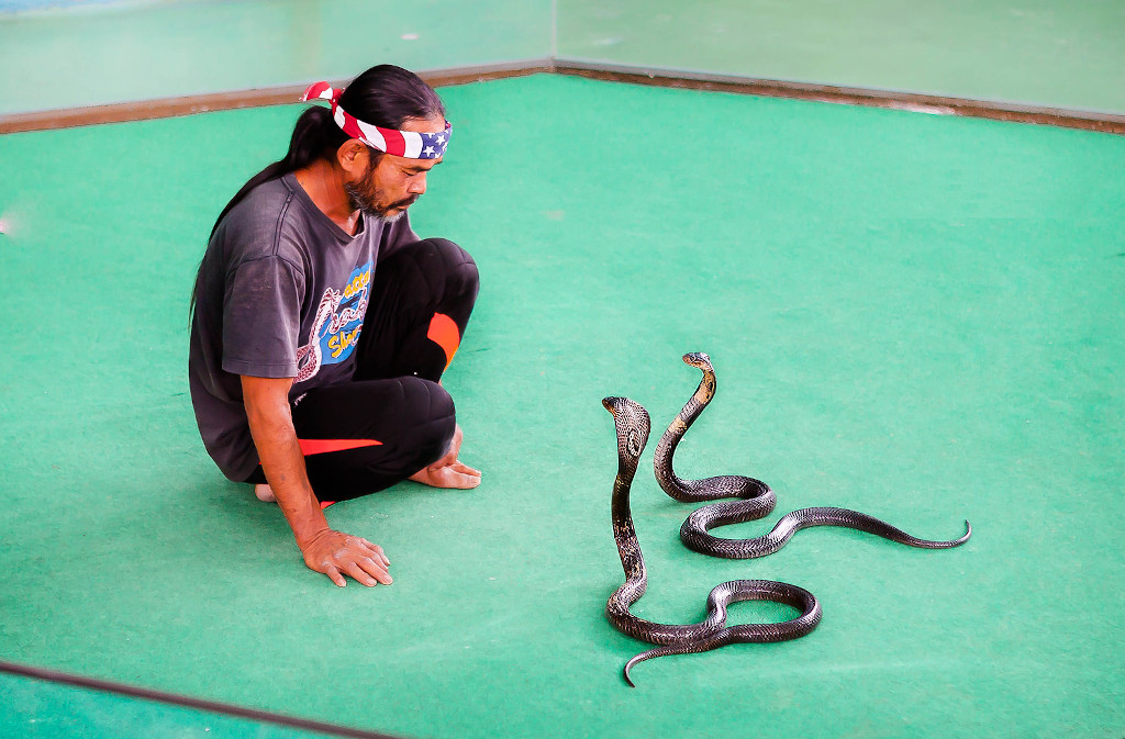 Змеиная ферма и шоу змей в Паттайе