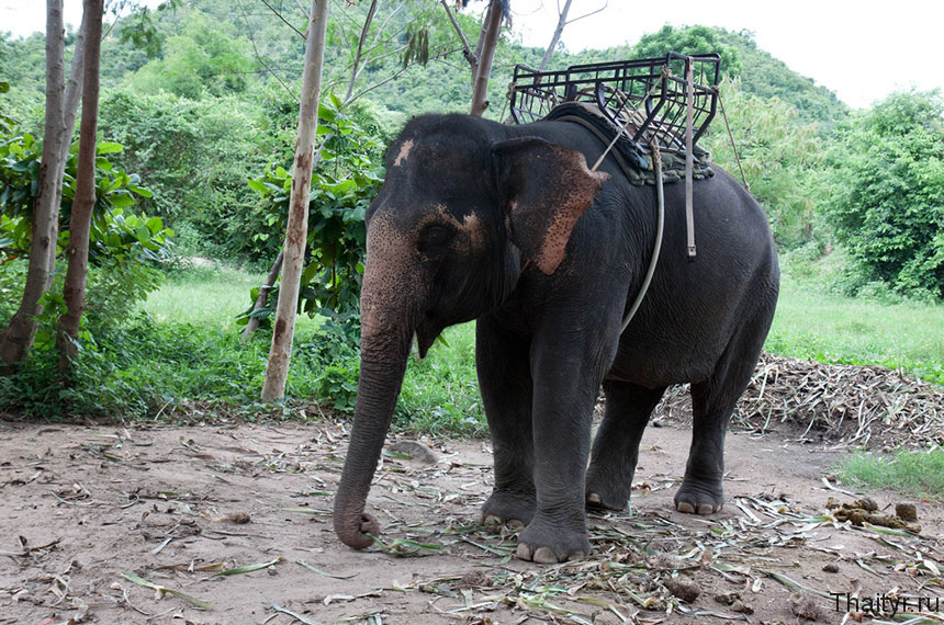Деревня слонов в Хуа Хине